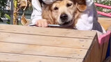 [Động vật]Chó sợ hãi khi ngồi tàu lượn siêu tốc