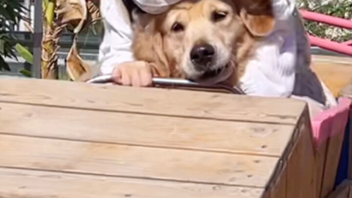 [Animals]Dogs are fearful on a roller coaster