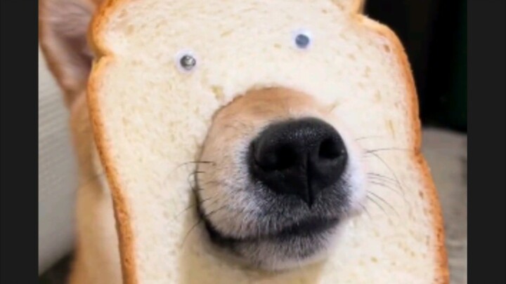 Bread dog!
