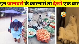 इन जानवरों से पंगा ना बाबा ना🤣🤣..... Funny Animals Video 2023 (Part-91)