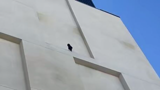 Crow removing bird spikes