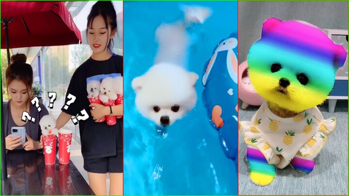 Funny and Cute Dog Pomeranian 😍🐶| Funny Puppy Videos #214