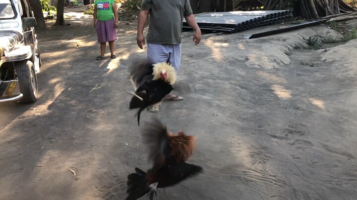 Unang butaw ni talisay hindi naayaw👌🐓