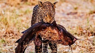 Leopard Learns How To Catch A Fish.