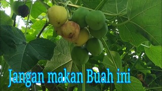 Daun nya bikin OTONG gedee.. tapi buahnya sangat Beracun