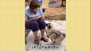 เพื่อนตัวน้อย สัตว์เลี้ยงแสนซน : เจ้าปั๊กแสนซน