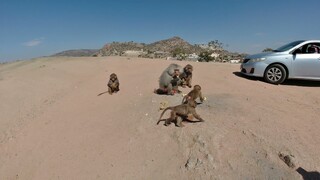 The Baboons