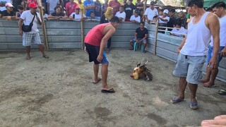 sabong