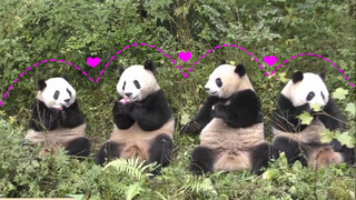 4 ekor panda berbaris memakan apel, adegan yang langka.
