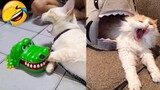 The Best Funny Cat Videos Of The 2021 That Will Make You Laugh 😂😹