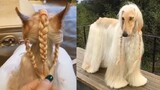Cute Dog Costumes For Big Dogs - Cute Dog Puppy Videos