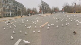 “行走的玉米棒”！女生路过学校鸽舍被误以为投食，上百只鸽子追随，现场一幕瞬间被萌化