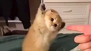 [Video Kucing] "Mulai merebut, sudah menyerah ⸜(,,•́.•̀,,)⸝🇫🇷"