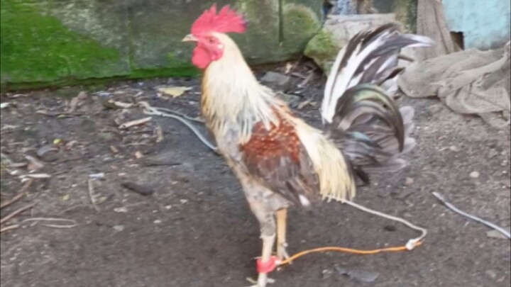 partida muna tayu tupada sa patay nasa kanan ang tari     7months🐓👌