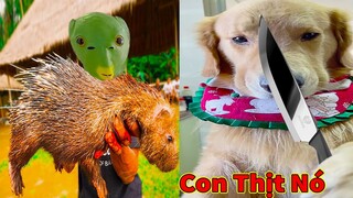 Thú Cưng TV | Tứ Mao Đại Náo #61 | Chó Golden Gâu Đần thông minh vui nhộn | Pets cute smart dog