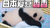 熊猫【香香】为什么成了日本的宠儿