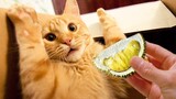 Cat Reaction To Smelling Durian - Funny Cats Reaction To Food