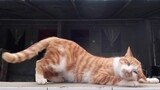 【Animal Circle】Fixing dashcam in cattery. Cats did the hanky-panky.