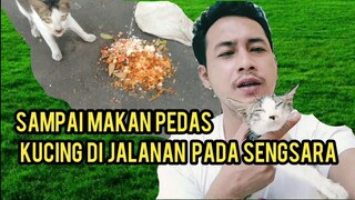 Astaghfirullah Karena Lapar Kucing Ini Terpaksa Makan Pedas Demi Mengganjal Perutnya ..!