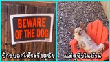 รวมคลิปตลกๆ : ระวังสุนัขดุ!!! (ดุจริงๆใช่ปะ??)