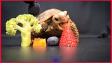 Mukbang / Turtle Tortoise Eating Food.