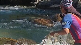 cast net fishing in Nepal | asala fishing in Nepal | himalayan trout fishing |