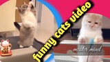 Cute and Funny Cat Videos Compilation || cat reaction to playing toy || tech jitu