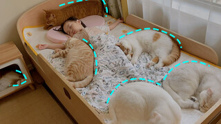 Cute Kittens Sleep With Lovely Baby