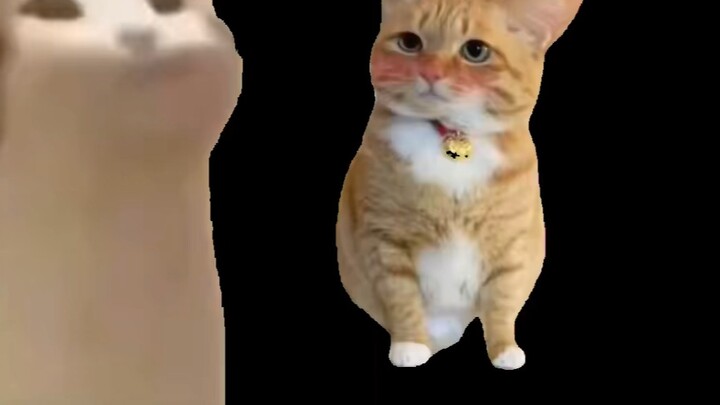 "Cat meme" Dad brings Xiao San home and sleeps in the same room with me