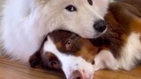 Video by Cute Pet Club (9)