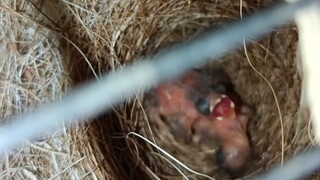 red siskin