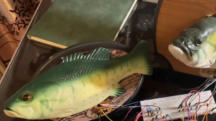 Spangebob squarepants are still too hard for fish