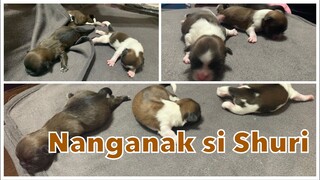 Nanganak ang Shih Tzu namin si Shuri, Ceasarian | Welcome to the family Chocolate, Muffin and Mallow