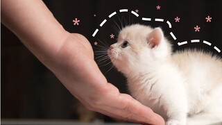 Feeding a short-legged kitty with one strip of beef noodle