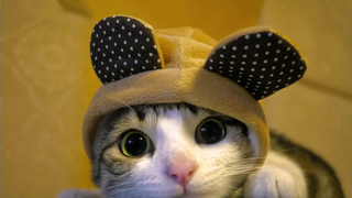 คลิปแมวฮาๆ แมวตลกน่ารักๆ Funny Cat Complilation Video