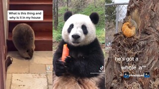 Animals of TikTok - Compilation