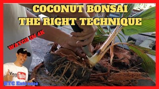 GOLDEN COCONUT OVERGROWN  SEEDLING TURNED TO BONSAI | Pinoy Version Simple Technique