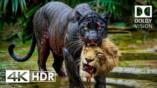 From Vulnerable Cubs To The Ultimate Killing Machines National Geographic