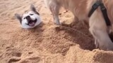 Funny animal videos