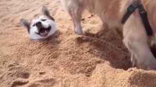 Funny animal videos