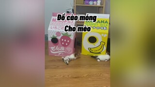 Ủng hộ bà cháu qua mùa dịch nèooo mèo cute cat