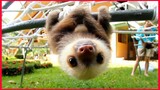 Cute Baby Sloth Play Like A Monkey.