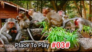 We Are Very Happy When All Monkeys In Group Amber Fine And Happy To Play Together #03#
