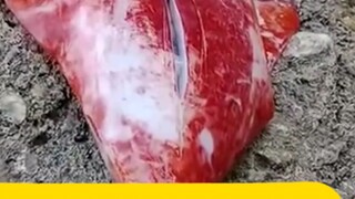 Tagalog dubbed
