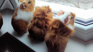 Baby Guinea Pigs 🔴 การรวบรวมวิดีโอ Guinea Pig น่ารักและตลก (2018) Cobayas Adorables Video