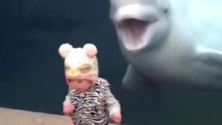 Beluga whale likes to scare children