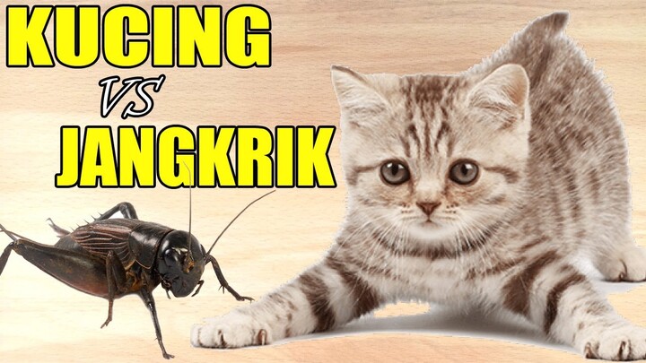 Anak Kucing Berburu Jangkrik di malam hari