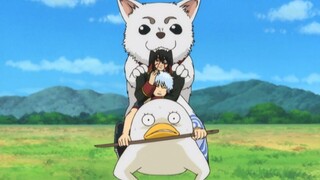 Sadharu: Only I can bite Gintoki. See how much Sadaharu "likes" Gintoki