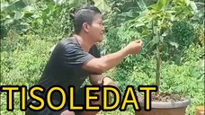 JATOH KE JURANG TISOLEDAT