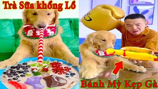 Thú Cưng TV | Tứ Mao Đại Náo #30 | Chó Golden Gâu Đần thông minh vui nhộn | Pets cute smart dog